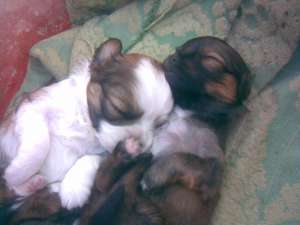afer spre adoptie pui de pekinezzi
