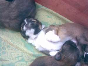 afer spre adoptie pui de pekinezzi