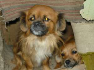 afer spre adoptie pui de pekinezzi