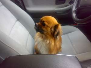 afer spre adoptie pui de pekinezzi