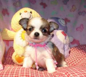 pui disponibile Chihuahua