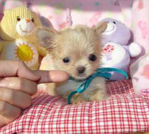 pui disponibile Chihuahua
