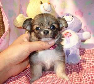 pui disponibile Chihuahua