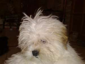 catei Shih Tzu de vanzare