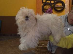 catei Shih Tzu de vanzare