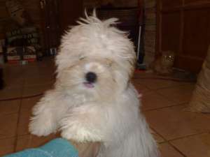 catei Shih Tzu de vanzare