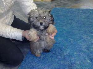 Bichon Havanez gri de vanzare