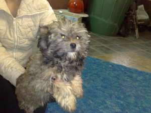 Bichon Havanez gri de vanzare