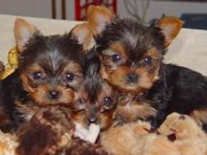 Yorkie