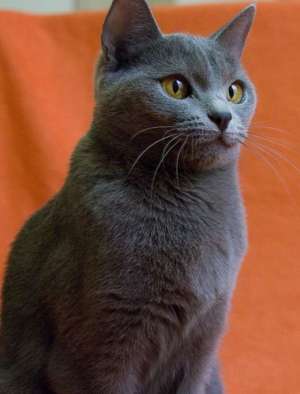 Adopt pui pisica siberiana neagra