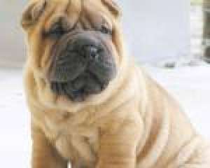 shi-tzu , shar-pei si bulldog englez