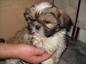 shi-tzu , shar-pei si bulldog englez