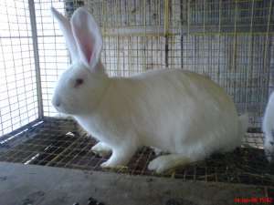 vand iepuri de rasa import