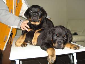 Vand pui Rottwaeiler