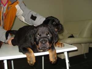 Vand pui Rottwaeiler