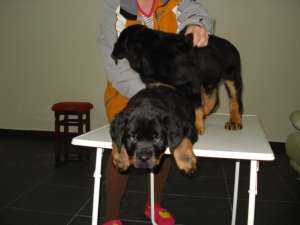 Vand pui Rottwaeiler