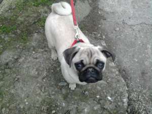 vand catelusa mops-pug