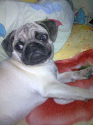 vand catelusa mops-pug
