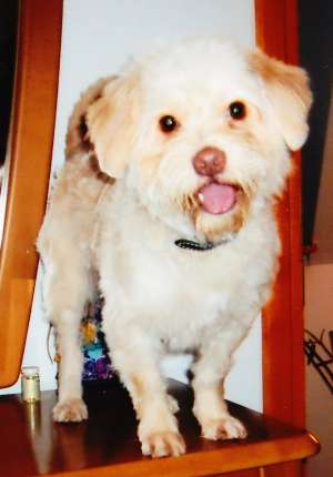 pierdut bichon bej tulcea,  recompensa!