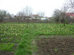 Flori de gradina si de ghiveci