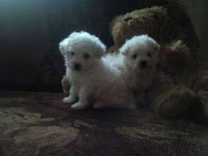 OFERTA! BICHON BOLOGNESE 200 EURO