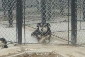 Zorro