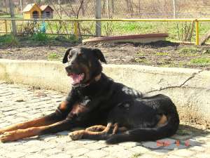 Metis doberman mare mascul foarte bland