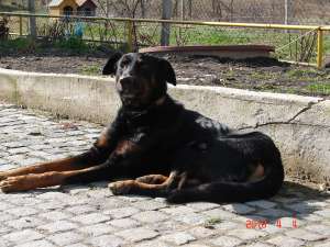 Metis doberman mare mascul foarte bland