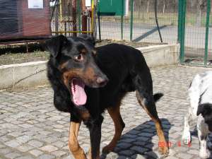Metis doberman mare mascul foarte bland