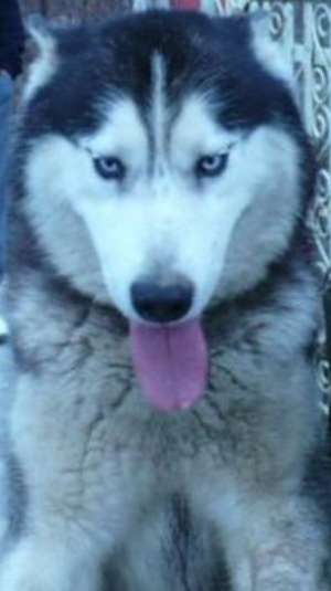vand urgent husky