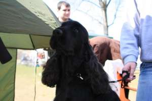 Vand English Cocker Spaniel