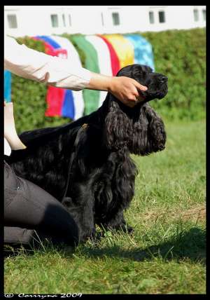 Vand English Cocker Spaniel