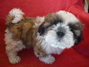 basset hound, shar-pei, shih-tzu, westie