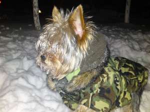 mascul yorkshier terrier toy caut femela