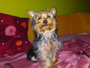 mascul yorkshier terrier toy caut femela