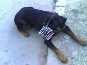 vand pui rottweiler