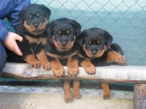 VIND PUI ROTTWEILER