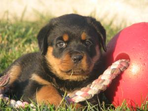 VIND PUI ROTTWEILER
