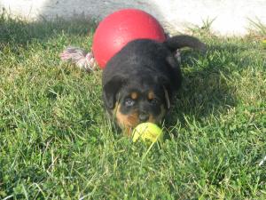 VIND PUI ROTTWEILER