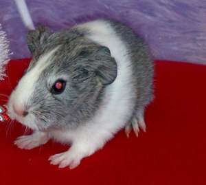 porcusori mici