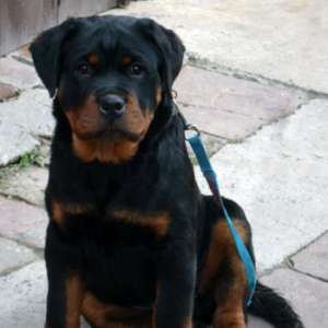 Pui Rottwaeiler pentru pers. care apreciaza calitatea