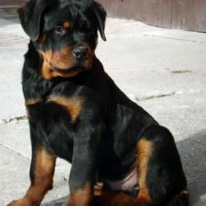 Pui Rottwaeiler pentru pers. care apreciaza calitatea