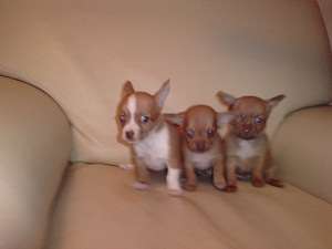 CHIUHUAHUA TALIE MICA LA SUPER PRET