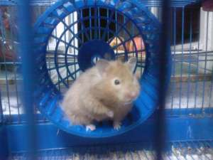 vand hamster