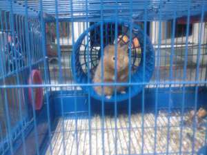 vand hamster