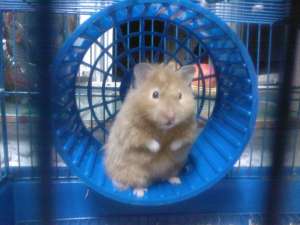 vand hamster