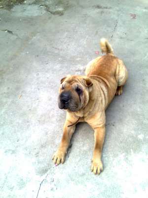 Imperechiez catea Shar-pei