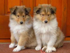 Vand pui CIOBANESC SCOTIAN - COLLIE !