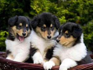 Vand pui CIOBANESC SCOTIAN - COLLIE !