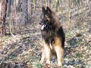 Vand pui CIOBANESC BELGIAN TERVUEREN!